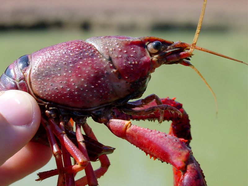 Procambarus clarkii